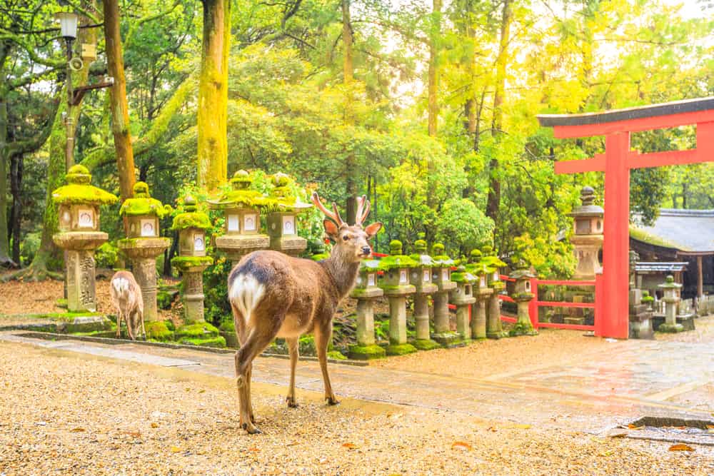Nara deer roaming freely in Nara Park